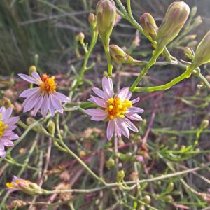Aster maritime