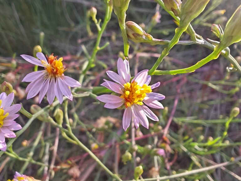 Aster maritime