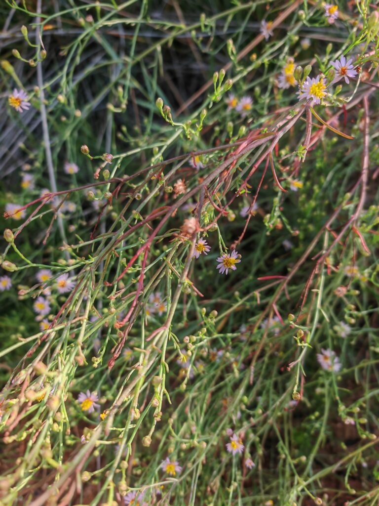 Tripolium pannonicum aster maritime tige