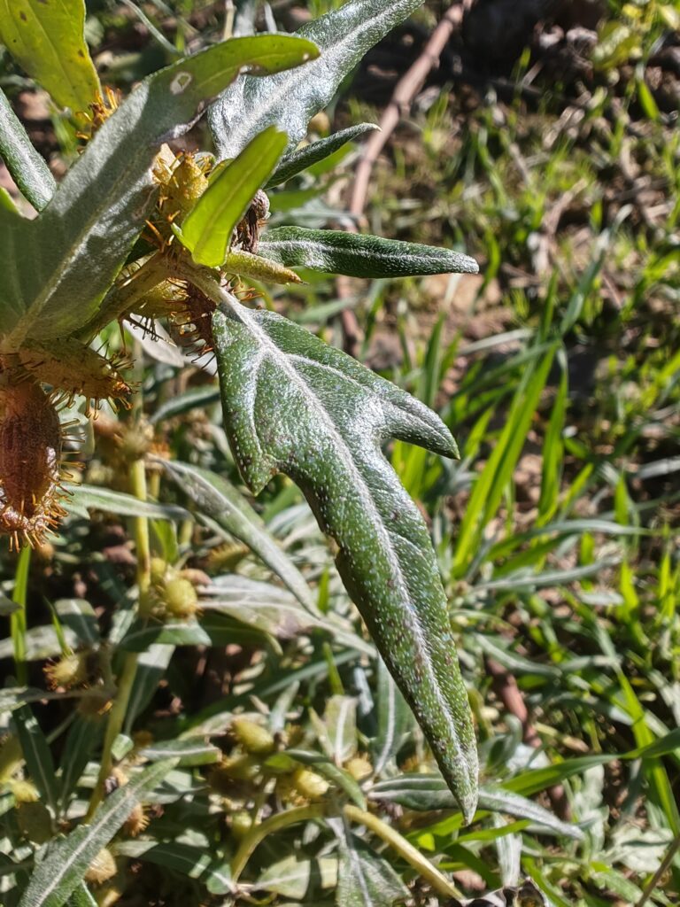 Xanthium spinosum lampourde epineuse feuille