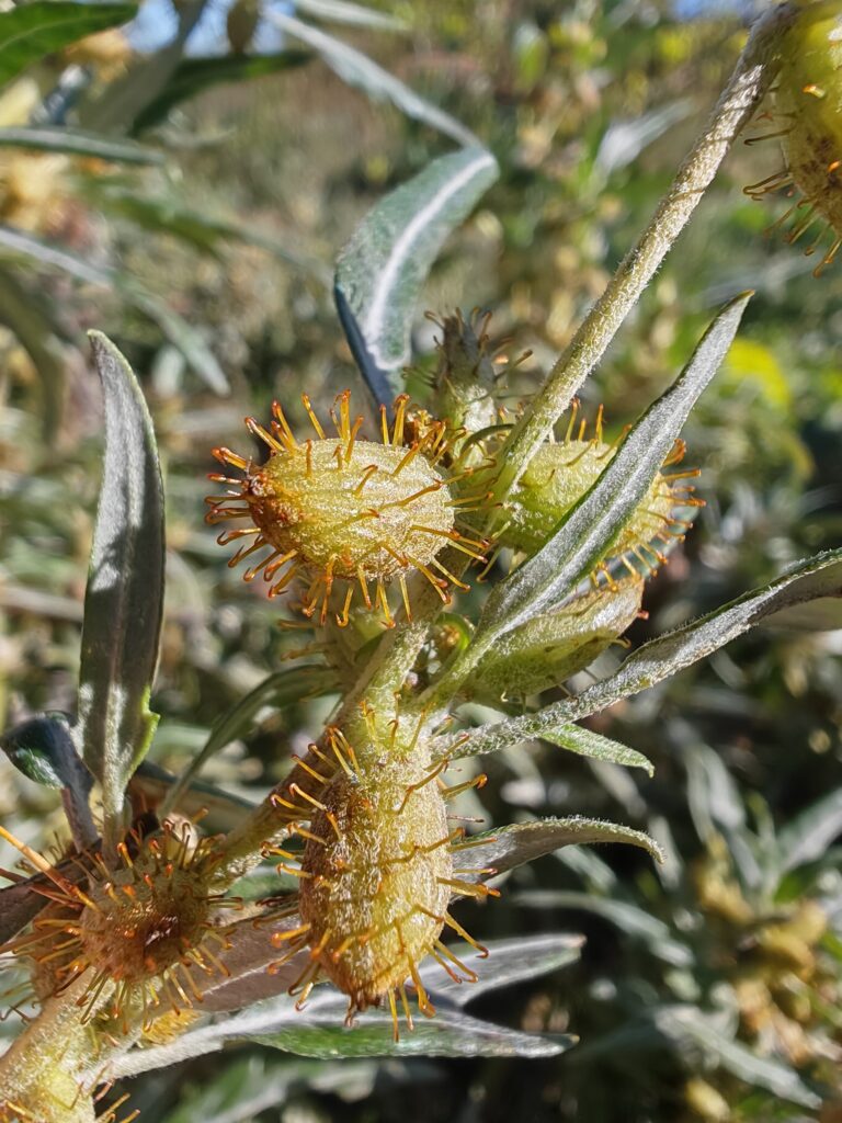 Xanthium spinosum lampourde epineuse fruit
