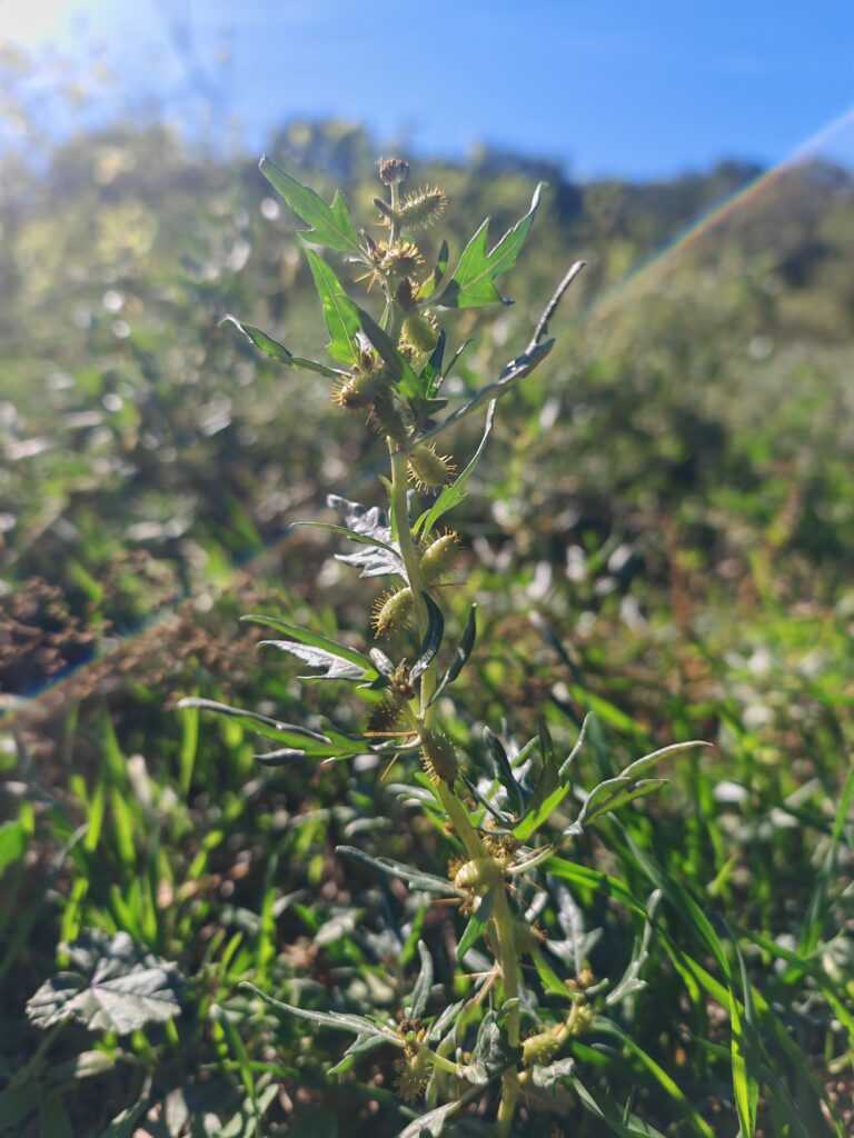 Xanthium spinosum lampourde epineuse plante entiere